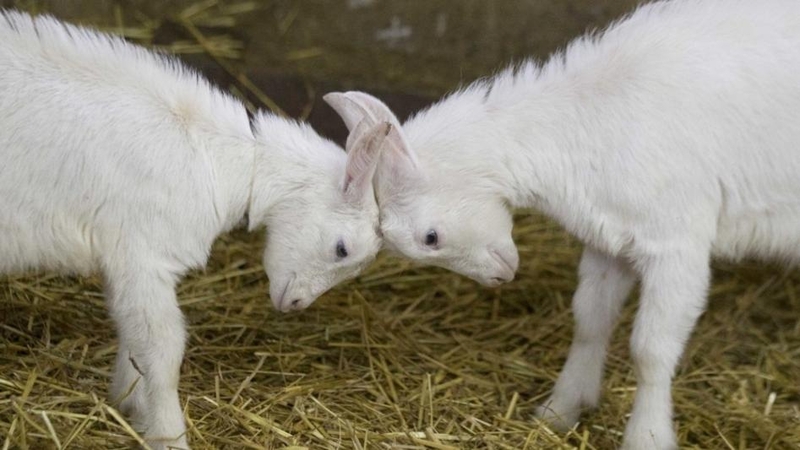 Pritrūkote dovanų idėjų – dovanokite ožką