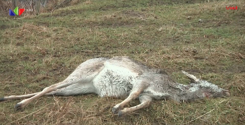Kaišiadorių rajono gyventojus įbaugino vilkai