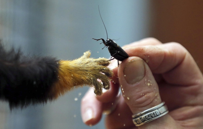 Prancūzijos zoologijos sode gyvūnų pietūs gali supykinti