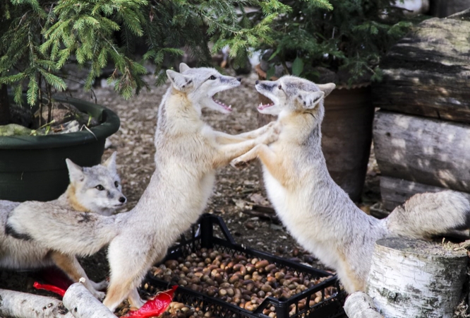 Lietuvos zoologijos sodo augintiniams surinkta beveik 13 tonų gilių