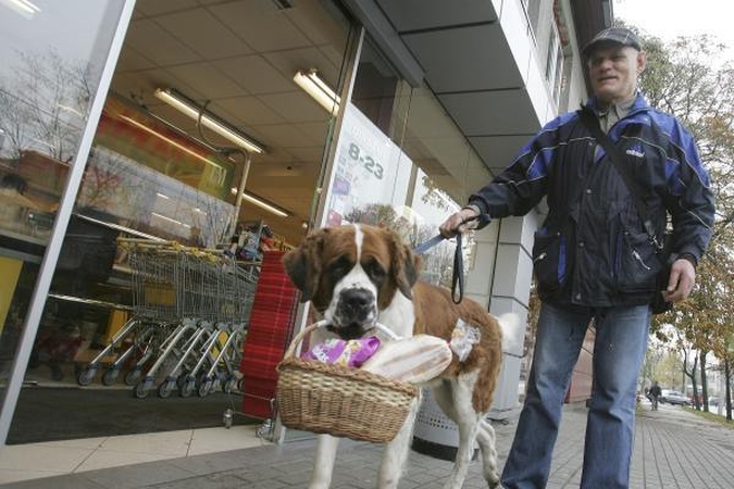 Senbernarai: reta, bet įspūdinga šunų veislė 