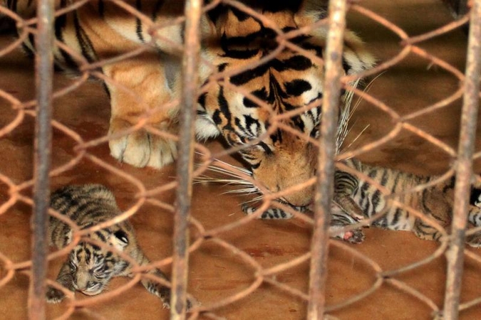 Nykstančių Sumatros tigrų patelė atsivedė tris mažylius (foto)