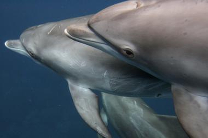 Nutukę delfinai priversti laikytis dietos