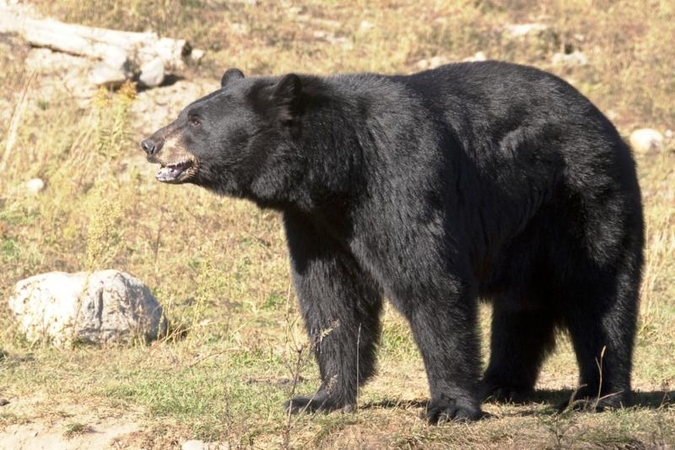 Latvijoje iš gamtos parko pabėgusi meška buvo nušauta
