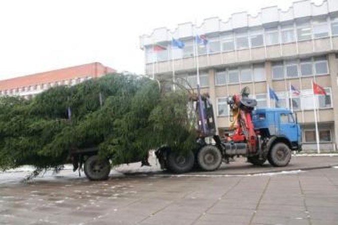 Į Kauną atkeliavo dar viena eglė 