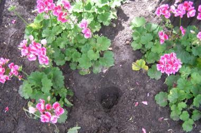 Kažkas nugvelbė prie Kauko laiptų pasodintas pelargonijas