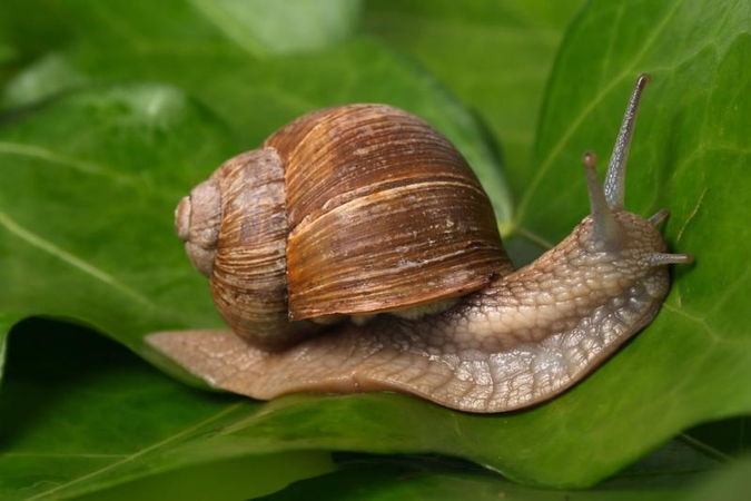 Mažos sraigės išgyvena paukščių virškinimo sistemoje