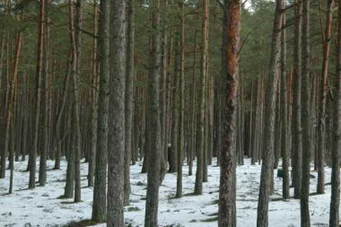 Kiškėnų miške – negyvas vyras