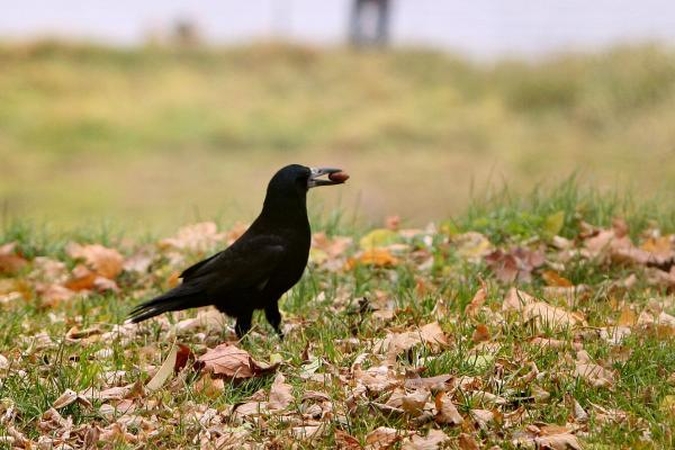 Mokslininkai sako, kad varnos daro išvadas stebėdamos aplinką