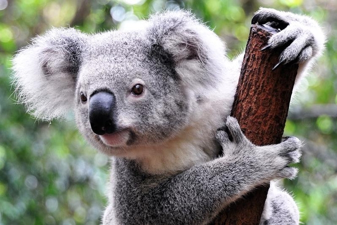 Edinburgo zoologijos sodo koalos pramoga – lakstyti koridoriais