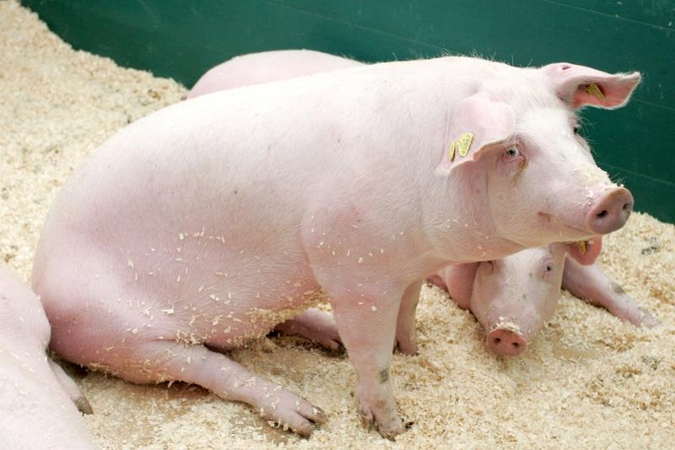 Kiaulių maras – jau Lietuvos pašonėje   