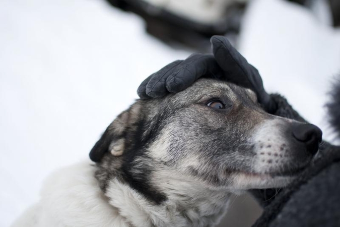 Nuo šunų išmatų Kauną gelbės naujos šiukšliadėžės